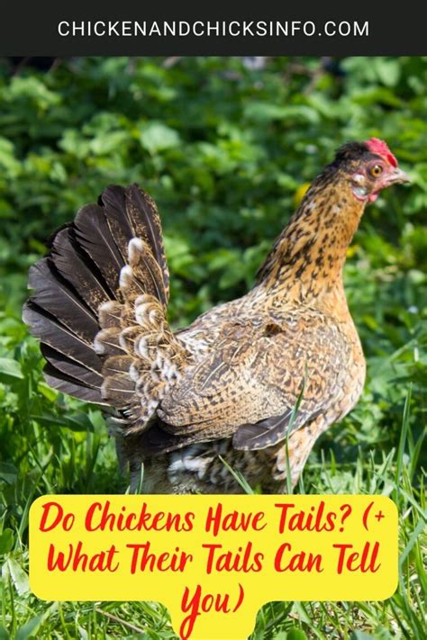 do chickens have tails|Iba pa.